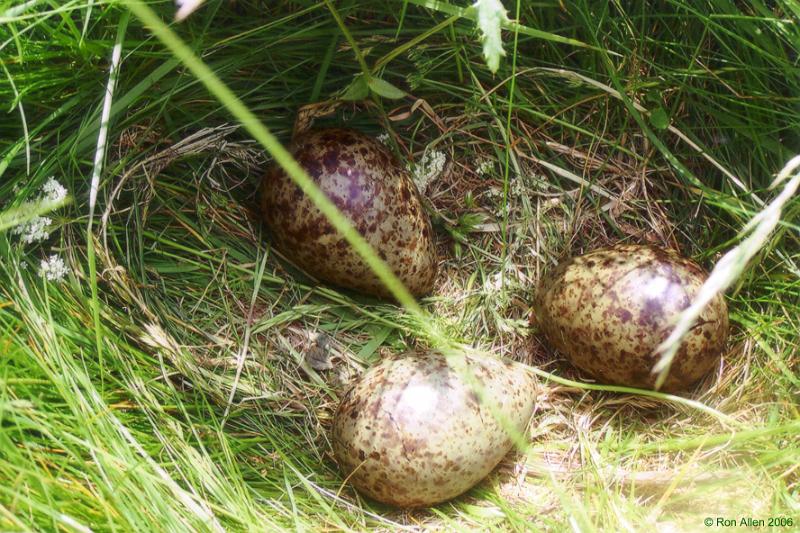 Eggs.jpg - "Curlew Eggs"   - by Ron Allen